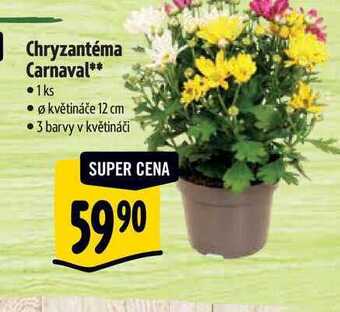 Albert Chryzantéma carnaval, pr. květináče 12 cm nabídka