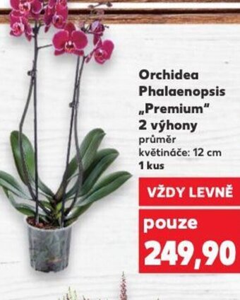 Kaufland Orchidea Phalaenopsis „Premium" 2 výhony nabídka