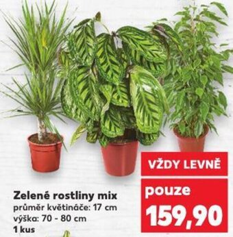 Kaufland Zelené rostliny mix nabídka