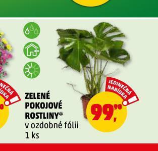 Penny Market Zelené pokojové rostliny nabídka