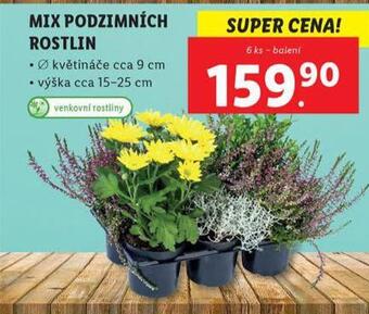 Lidl Mix podzimních rostlin nabídka