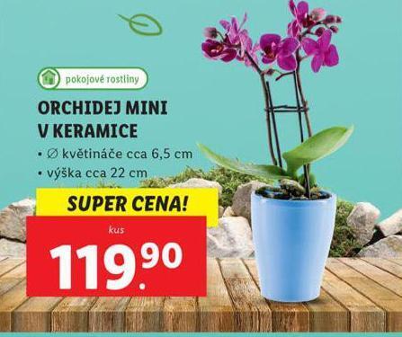 Lidl Orchidej mini v keramice nabídka