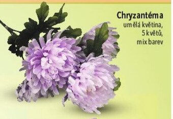 Globus Chryzantéma nabídka