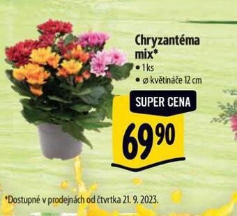Albert Chryzantéma mix nabídka