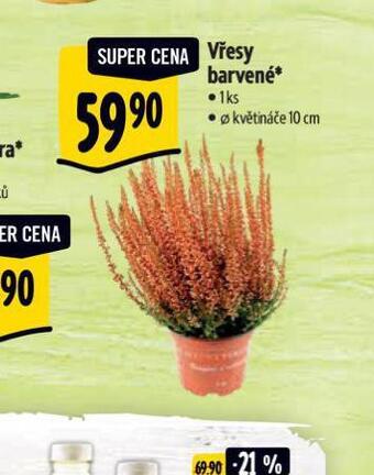Vřes barevný