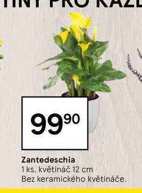 Zantedeschia 1 ks