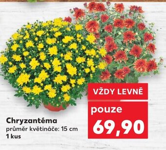 Kaufland Chryzantéma nabídka