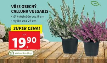 Lidl VŘES OBECNÝ CALLUNA VULGARIS nabídka