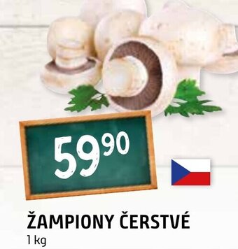 Terno ŽAMPIONY ČERSTVÉ nabídka
