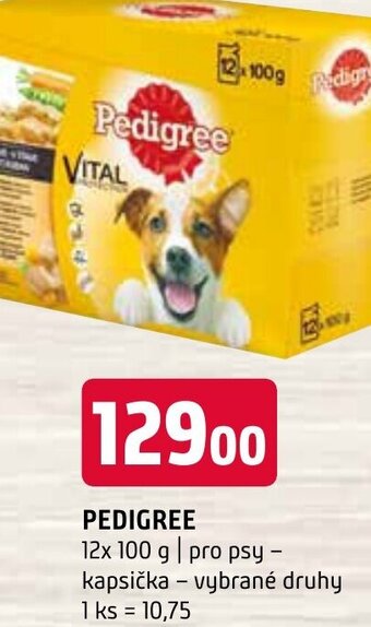 Terno PEDIGREE nabídka