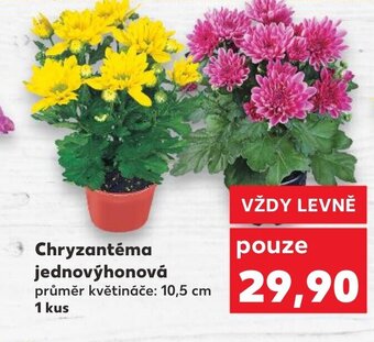Kaufland Chryzantéma jednovýhonová nabídka