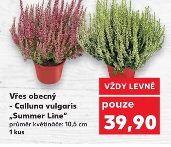 Kaufland Vřes obecný Calluna vulgaris Summer Line nabídka