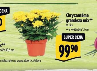 Albert Chryzantéma nabídka