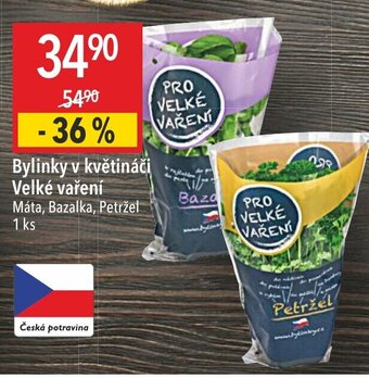 Globus Bylinky v květináči Velké vaření nabídka