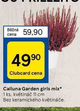 Tesco Calluna garden girls mix* 1 ks nabídka