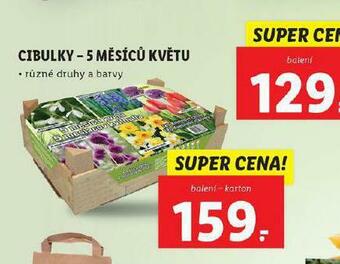 Lidl Cibulky - 5 měsíců květu nabídka
