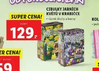 Lidl Cibulky jarních květů v krabičce nabídka