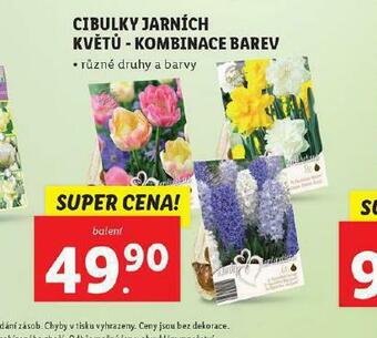 Lidl Cibulky jarních květů - kombinace barev nabídka