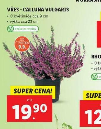 Lidl Vřes calluna vulgaris nabídka