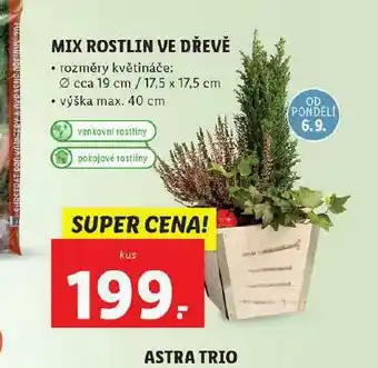 Lidl Mix rostlin ve dřevě nabídka