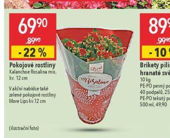 Pokojové rostliny