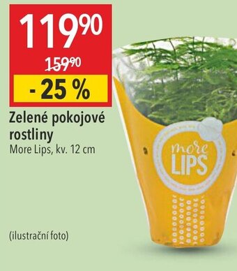 Globus Zelené pokojové rostliny nabídka
