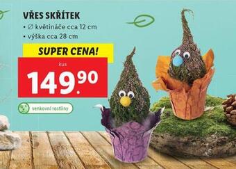 Lidl Vřes skřítek nabídka