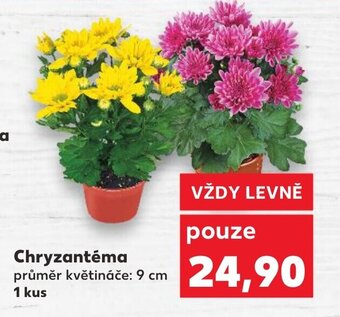 Kaufland Chryzantéma nabídka