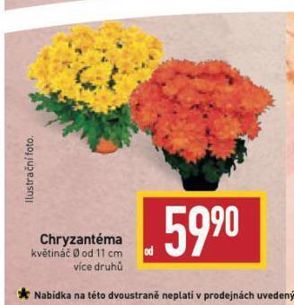Chryzantéma