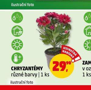Penny Market Chryzantéma nabídka