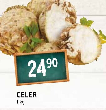 Terno CELER nabídka