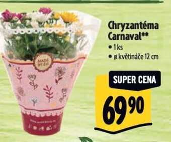 Albert Chryzantéma Carnaval nabídka