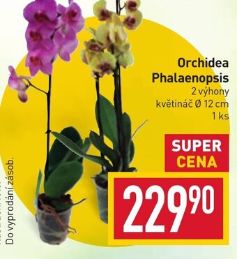 Billa Orchidea Phalaenopsis nabídka