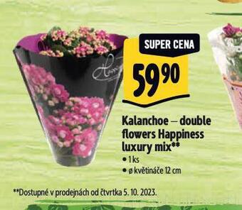 Albert Kalanchoe nabídka