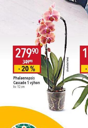 Globus Orchidea - phalaenopsis nabídka