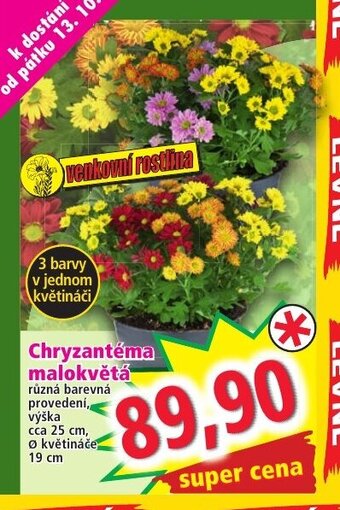 Norma Chryzantéma malokvětá nabídka