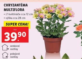 Lidl Chryzantéma multiflora nabídka
