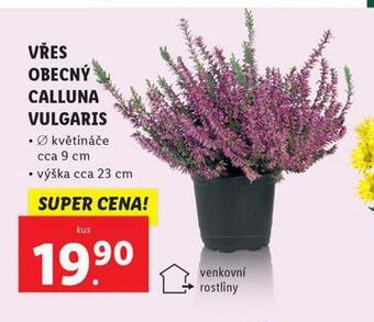 Lidl Vřes obecný calluna vulgaris nabídka