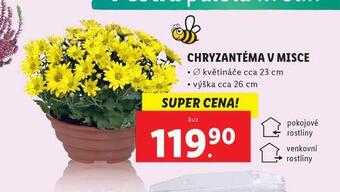 Lidl Chryzantéma v misce nabídka