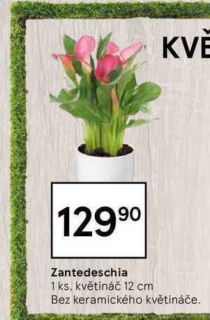 Zantedeschia 1 ks