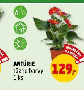 Penny Market Antúrie, 1 ks nabídka