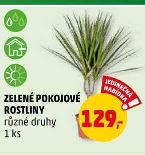 Penny Market Zelené pokojové rostliny, 1 ks nabídka