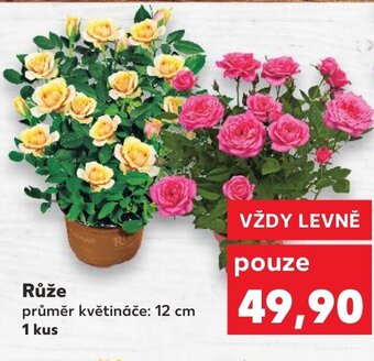 Kaufland Růže nabídka