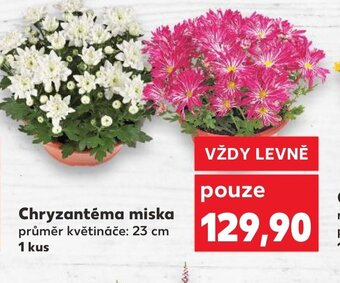 Kaufland Chryzantéma miska nabídka