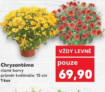 Kaufland Chryzantéma nabídka
