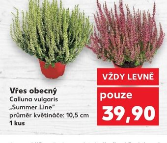 Kaufland Vřes obecný nabídka