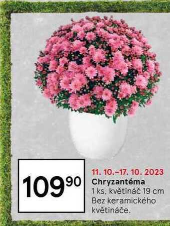Tesco Chryzantéma 1 ks nabídka