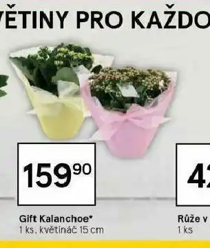 Tesco Gift kalanchoe nabídka