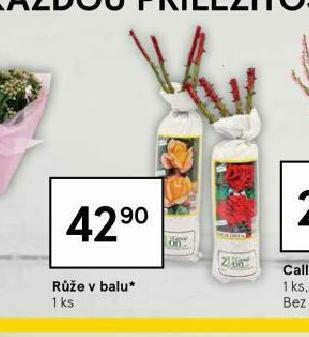 Tesco Růže v balu nabídka