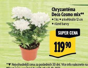 Albert Chryzantéma nabídka